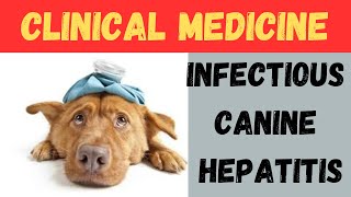 Rubarth Disease  Canine Hepatitis [upl. by Budworth204]