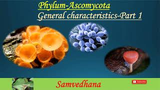 PhylumAscomycota General characteristics [upl. by Adnahsal]