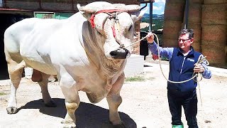 The Biggest Bulls of Chianina breed in the world  Worlds biggest cattle breed [upl. by Abra]