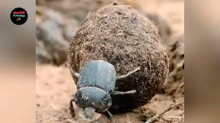 dung beetle rolling poop  dung beetle documentary  dung beetle [upl. by Aicilana]