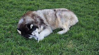 Old Husky Love To Do This While I Work Around Him [upl. by Tansy]