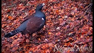 UROGALLO CANTÁBRICO Cantabrian Capercaillie Bird con GardePro A3S [upl. by Ummersen]