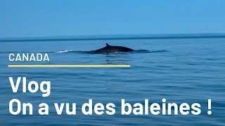 Des BALEINES à quelques mètres de nous on passe un moment magique [upl. by Tybie767]