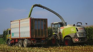 Claas Jaguar 980  Trinciato mais 2018  Flli Rosina [upl. by Ambrose]