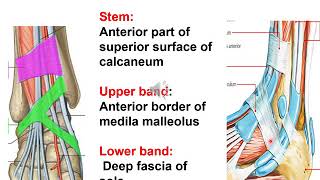 Extensor and peroneal retinacula of leg by DrSeema maam [upl. by Weider]