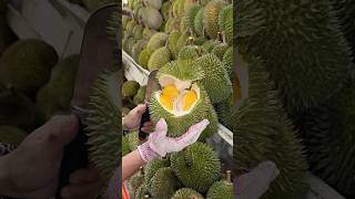 The Most Popular Durian Store in Malacca Malaysia  Fruit Cutting Skills [upl. by Begga]