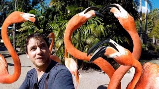 Feeding Flamingos in Florida [upl. by Mariandi593]