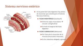 Aparato Digestivo  Estómago Intestino delgado intestino grueso recto hígado y páncreas [upl. by Elleda]