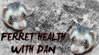 Ferrets  Health [upl. by Ecnerwaled]