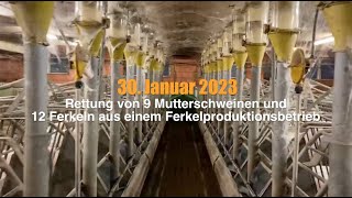 Rettung von 21 Schweinen aus einem Ferkelproduktionsbetrieb der Haltungsform 1 in Deutschland [upl. by Watts69]