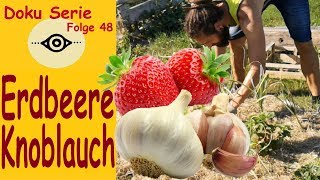 Erdbeeren pflanzen im Knoblauch Beet Folge 48 [upl. by Enajaras]