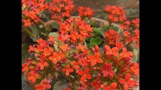 How to Grow Kalanchoe Plant  Care and Propagation  Complete Guide [upl. by Celinda]