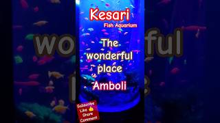 Fish Aquarium kesari amboli fishaquarium sawantwadi shorts trending viralvideo viralshorts [upl. by Zenia]