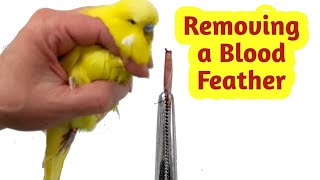 How to Remove a Broken Blood Feather [upl. by Viviyan]