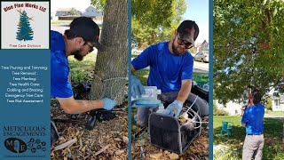 The Ash Tree Crisis Emerald Ash Borer Explained [upl. by Crescint382]