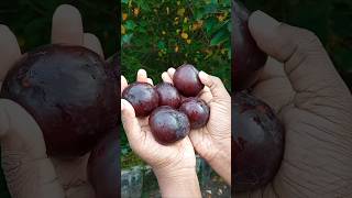 Plum 😋trending plumfruit trendingshorts viralvideo viralshorts wellasfamily fruitlover [upl. by Murat]