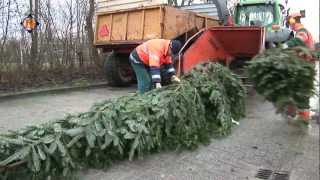 Inzameling kerstbomen in Hollands Kroon [upl. by Arriec]