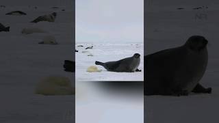 quotAdorable Harp Seals Uncover the Irresistible Cuties of the Arcticquot [upl. by Ishii]