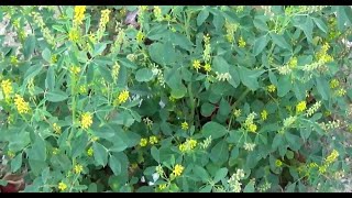 الحندقوق الطبي او اكليل الملك Melilotus officinalis [upl. by Astrahan]