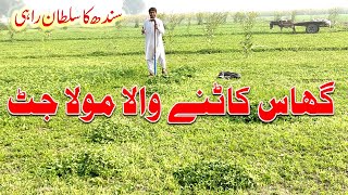 Alfalfa Sindh Ka Sultan  Berseem Cutting Using Desi Cutter  Maula Jutt Grass Cutter [upl. by Aenad]