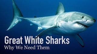 Why our Oceans need Great White Sharks [upl. by Pacificas]