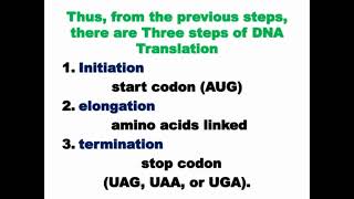 Steps of DNA Translation [upl. by Keily343]