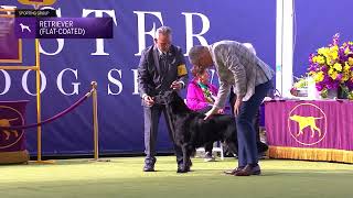 Retrievers FlatCoated  Breed Judging 2024 [upl. by Ruel]