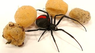 4 Deadly Spider Egg Sacs Whats Inside Is Amazing [upl. by Neeliak]