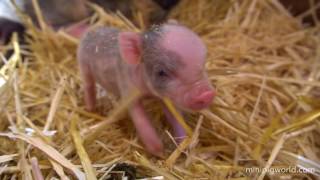 Mini Piglets Being Born Live [upl. by Herzberg]