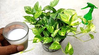 36 Indoor Plants You can grow in Water Best Indoor plants no need soil to grow Plant and Planting [upl. by Nauj396]