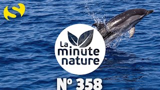 DAUPHINS ET BALEINES EN MÉDITERRANÉE  No 358 [upl. by Garlanda]