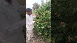 Lantanas flawer or herb [upl. by Okoy]