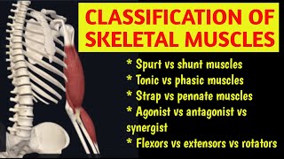 CLASSIFICATION OF SKELETAL MUSCLESSPURT SHUNT FUSIFORM PENNATE हिंदी  2024 musclesurdu [upl. by Anileve]