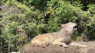 Gray Wolf Howls with Endangered Red Wolves [upl. by Ellata]