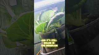 Bok Choy The Perfect Indoor Garden Update [upl. by Aaren]