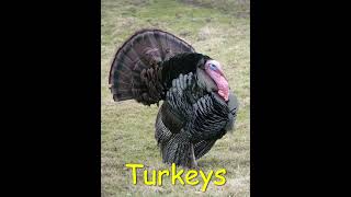 Turkey with Sound Effects  Gobbling Turkey Turkey Sounds Clucks Purrs Yelps [upl. by Mickey]