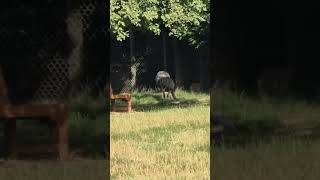 Zwei schöne Emus im Westerwald birds nature animals sehenswert [upl. by Casandra]