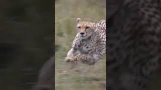 Tiger Vs Deer shorts viralvideo trainding [upl. by Odnalref]