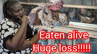 CANNIBALISM CAUSES  PREVENTION IN POULTRY [upl. by Baynebridge]