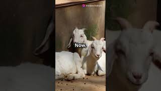 Fainting Goats The Adorable Truth Behin [upl. by Enyar834]