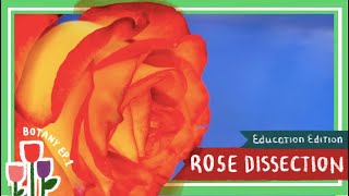 Rose Flower Dissection  A Rose by Any Other Name Would Smell as Sweet EDU [upl. by Nevet967]