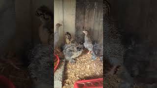 Silkie chicks and guinea fowl are growing up fast [upl. by Dnalyram]