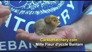 Mille Fleur Duccle Bantam Chicken Breed  Cackle Hatchery [upl. by Oinolopa487]