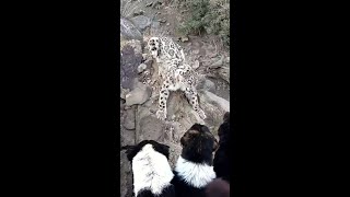 牧羊犬とユキヒョウが遭遇 新疆ウイグル自治区 [upl. by White]