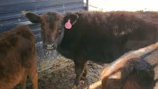 Sold 3 Calves being weaned to be delivered to new farm [upl. by Ttsepmet]