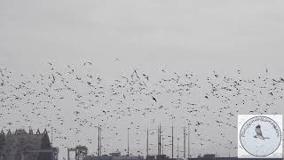 Sandpipers flocking at the Port [upl. by Hairej]