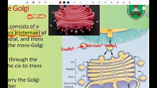 CH2 Golgi apparatus and vesicular transport Part 1 [upl. by Man]