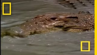 Crocodiles in Love  National Geographic [upl. by Artima292]