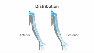 Performing an ultrasound guided interscalene brachial plexus block [upl. by Kannry]