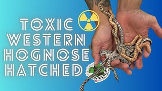 Toxic Western Hognose Babies Hatched [upl. by Jerroll]